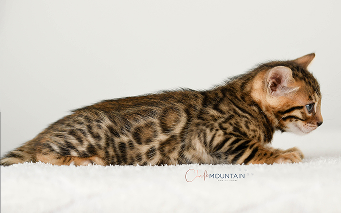 Bengal kitten for sale